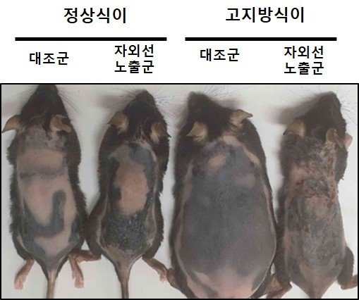 Comparison of size of mice in the UV exposure group and control group (provided by Seoul National University Hospital)