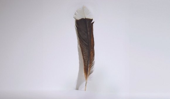 멸종된 뉴질랜드 토착 새 후이아의 깃털. 사진=뉴질랜드 경매사 ‘웹즈’ 홈페이지