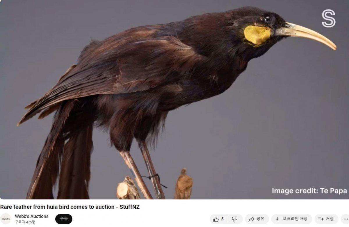 멸종된 뉴질랜드 토착 새 후이아. 사진=웹즈(Webb‘s Auction) 유튜브채널