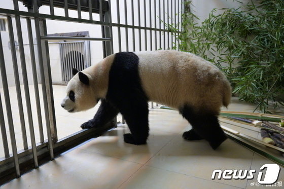 자이언트 판다 푸바오가 워룽중화자이언트판다원 선수핑기지 격리·검역 구역에 들어가는 모습. (중국판다보호연구센터 웨이보 갈무리) 2024.4.4/뉴스1