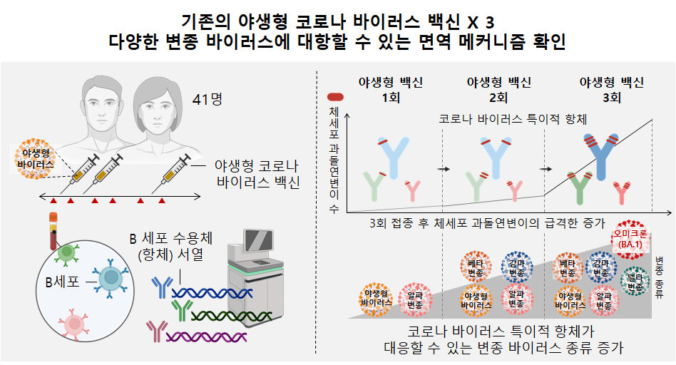 기존의 야생형 코로나 바이러스 백신X3이 다양한 변종 바이러스에 대항할 수 있는 면역 메커니즘 확인(서울대학교병원 제공)