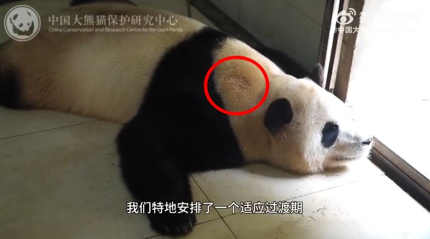 중국판다보호연구센터가 25일 웨이보에 공개한 푸바오의 모습. 목 부위에 털이 빠진 자국이 있다. 웨이보 캡처