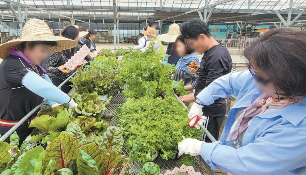 25일 서울 강서구 농업기술센터 힐링체험농원에서 북한이탈주민 10여 명이 직접 수확한 채소를 다듬고 있다. 서울시는 북한이탈주민의 안정적인 정착 지원을 위해 매주 토요일 영농 교육을 제공하고 있다. 서울시 제공