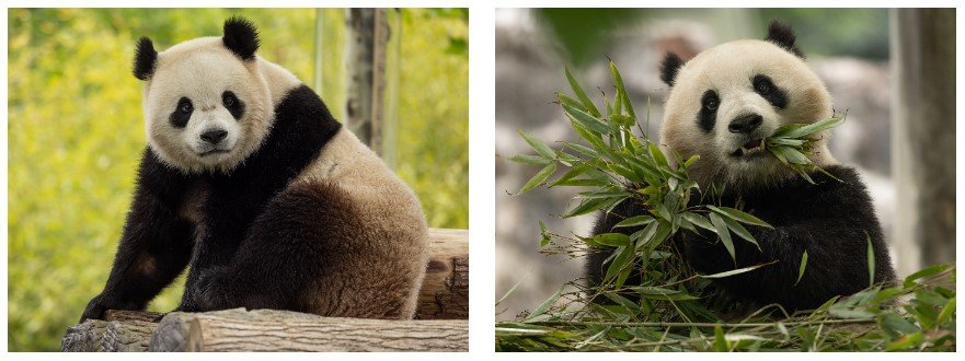 연말 워싱턴DC의 스미스소니언국립동물원에 도착할 자이언트판다 바오리(왼쪽)과 칭바오. 사진출처 미국 스미스소니언국립동물원 홈페이지