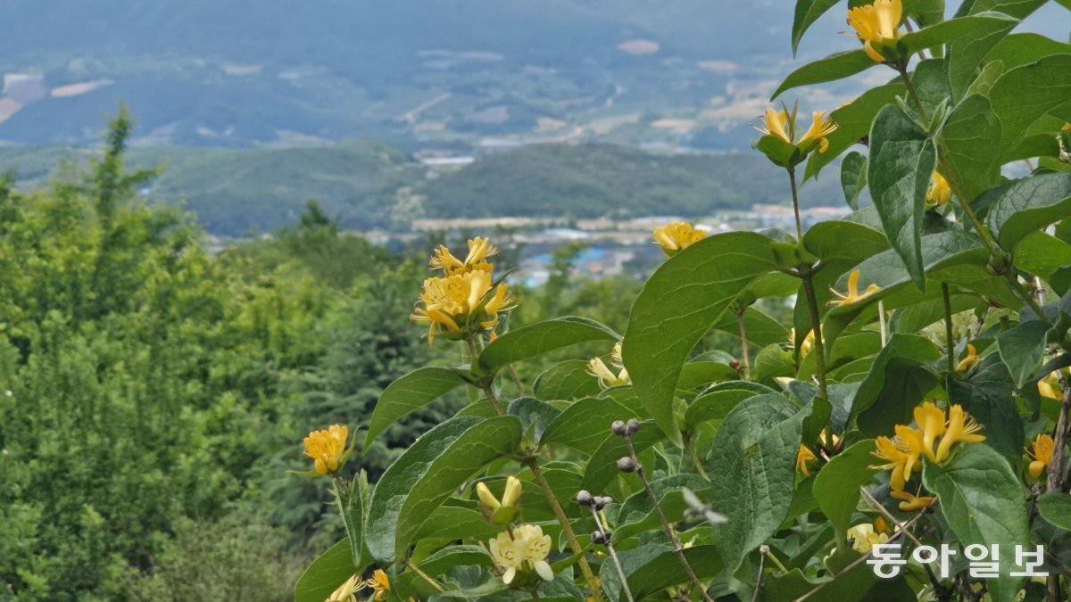 구슬댕강나무 뒤로 멀리 양구 펀치볼이 내려다보인다.