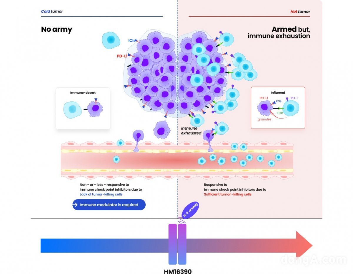안전성 개선에 초점을 맞췄던 기존 IL-2 제제의 전략과는 달리 HM16390은 강력한 항종양 효능을 우선으로 두고 안전성을 개선한 만큼 면역원성이 낮은 ‘차가운 종양(cold tumor)’에서도 우수한 항종양 효능의 가능성을 보여주고 있다.