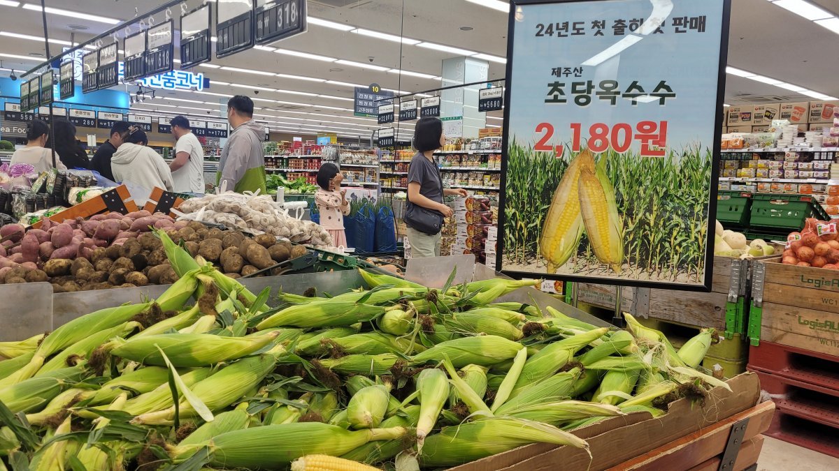 제주의 한 마트에서 판매하고 있는 초당 옥수수. 독자 제공