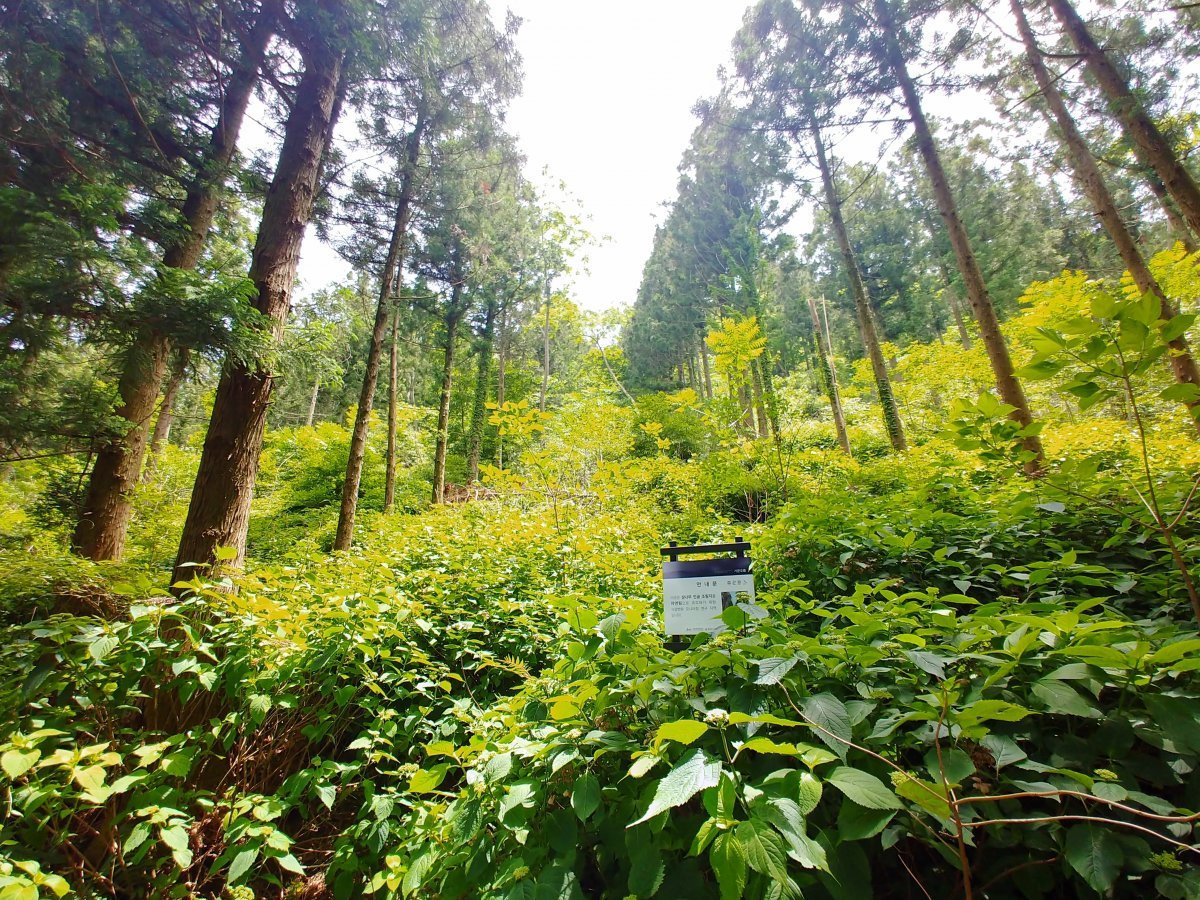 거문오름 숲의 전경. 제주도 제공