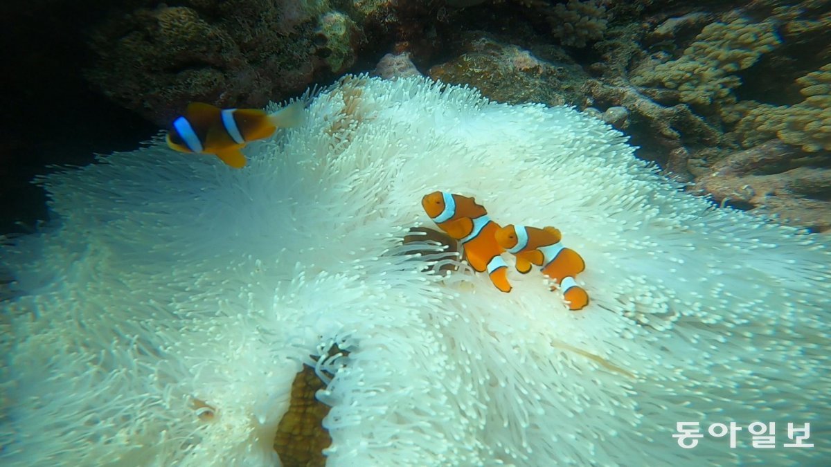 세계 최대 산호초 지대 그레이트배리어리프의 ‘니모’.