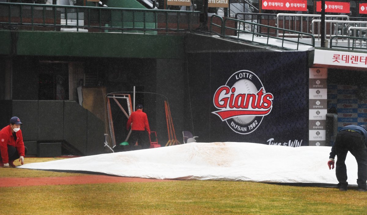 During the first practice game of the 2021 season between the Lotte Giants and Samsung Lions held at Sajik Baseball Stadium in Busan on the afternoon of the 1st, an official covers a tarpaulin after the game was canceled in the top of the third inning due to rain. 2021.3.1 News 1