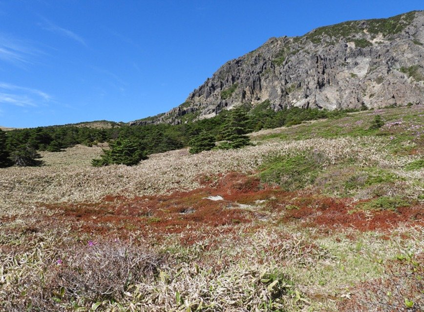 한라산 산철쭉이 냉해 피해를 입은 모습(한라산국립공원 제공)/뉴스1