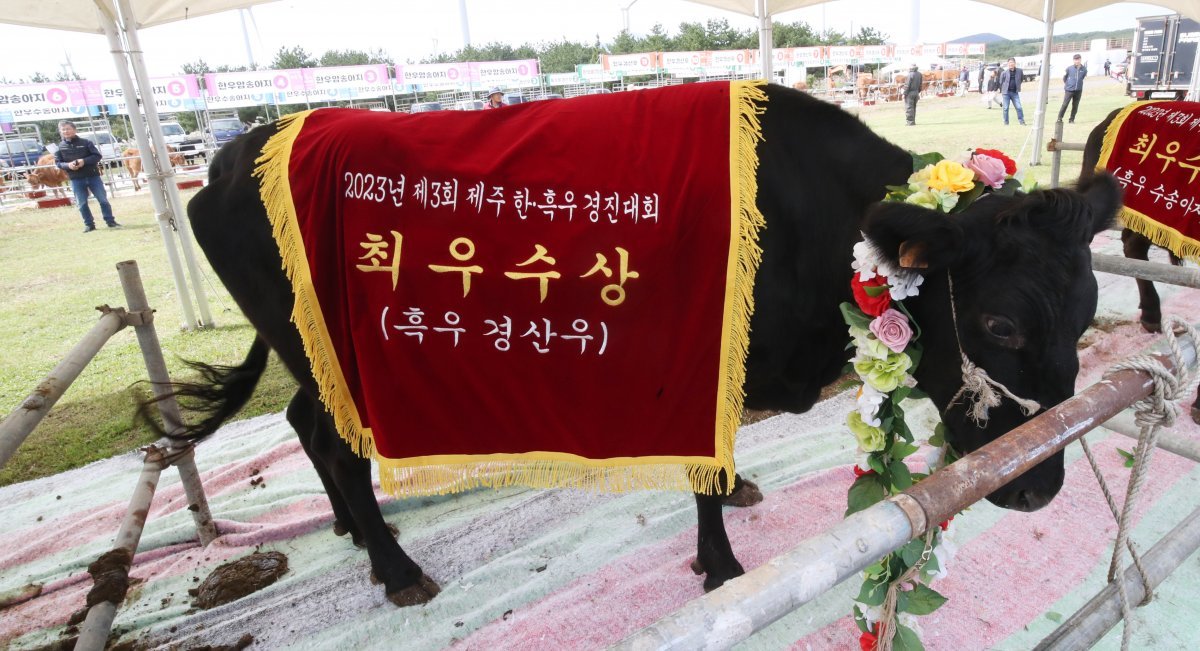 지난해 제주 서귀포시 표선면 조랑말체험공원에서 열린 제3회 제주 한·흑우 경진대회에서 최우수상을 수상한 흑우. 제주특별자치도 축산진흥원 제공