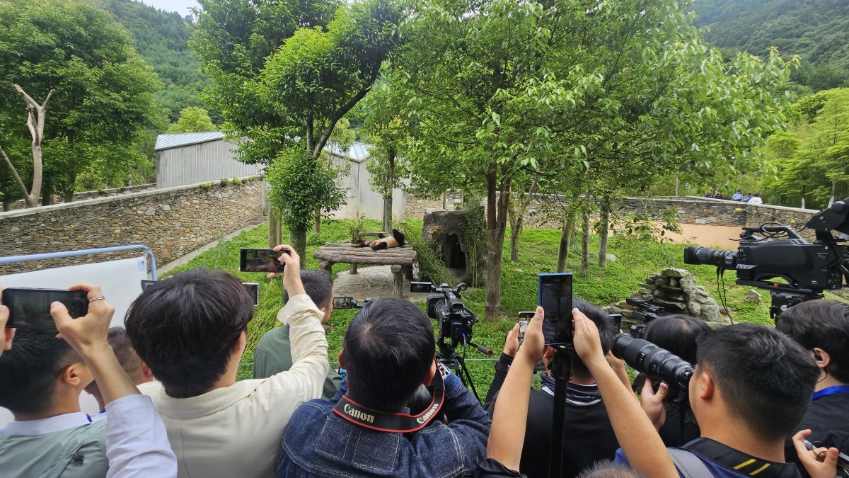 12일 중국 쓰촨성 워룽 선수핑기지에서 자이언트 판다 푸바오가 언론과 일반에 공개되고 있다. 2024.6.12/뉴스1