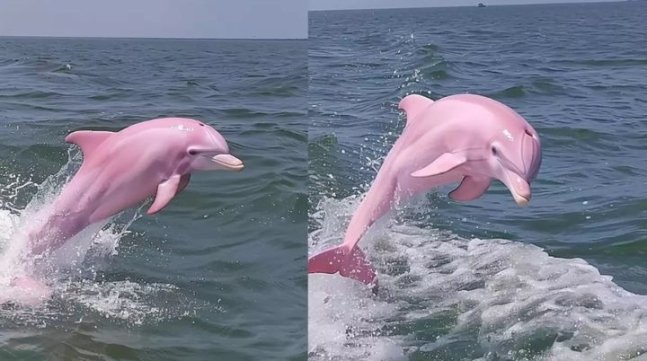 세계적인 희귀종으로 알려진 핑크 돌고래가 최근 미국 노스캐롤라이나 해안에서 발견돼 화제를 모은 가운데 팩트 체크 결과 이 사진은 조작된 것으로 밝혀졌다. (사진=SNS). 뉴시스