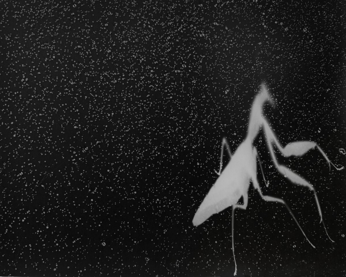 밤의 곤충을 포토그램으로 포착한 자나 브리스키의 ‘후드 사마귀 #1, 보르네오’(2019년). 뮤지엄한미 제공