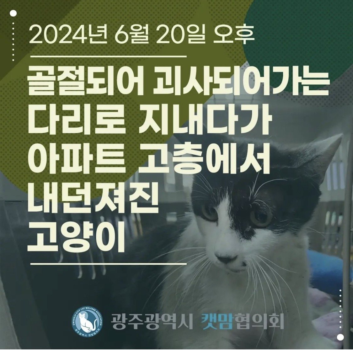 광주광역시 캣맘협의회 SNS에 올라온 카드뉴스의 모습.(SNS 갈무리)2024.6.26/뉴스1