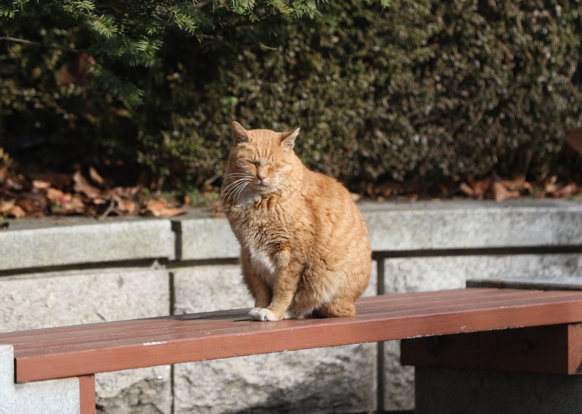 길고양이(사진은 기사와 무관함) 뉴스1