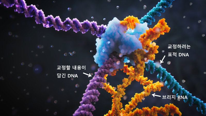 미국-일본 연구팀이 
DNA를 구성하는 염기를 잘라내지 않고 염기서열을 교정해 유전 질환을 치료할 수 있는 방법을 찾아냈다. 브리지 리보핵산(RNA)이
 교정하려는 표적 DNA와 교정할 내용이 담긴 DNA를 동시에 결합시켜 통합적으로 유전자를 교정하는 방식이다. 비주얼 
사이언스(Visual Science) 제공