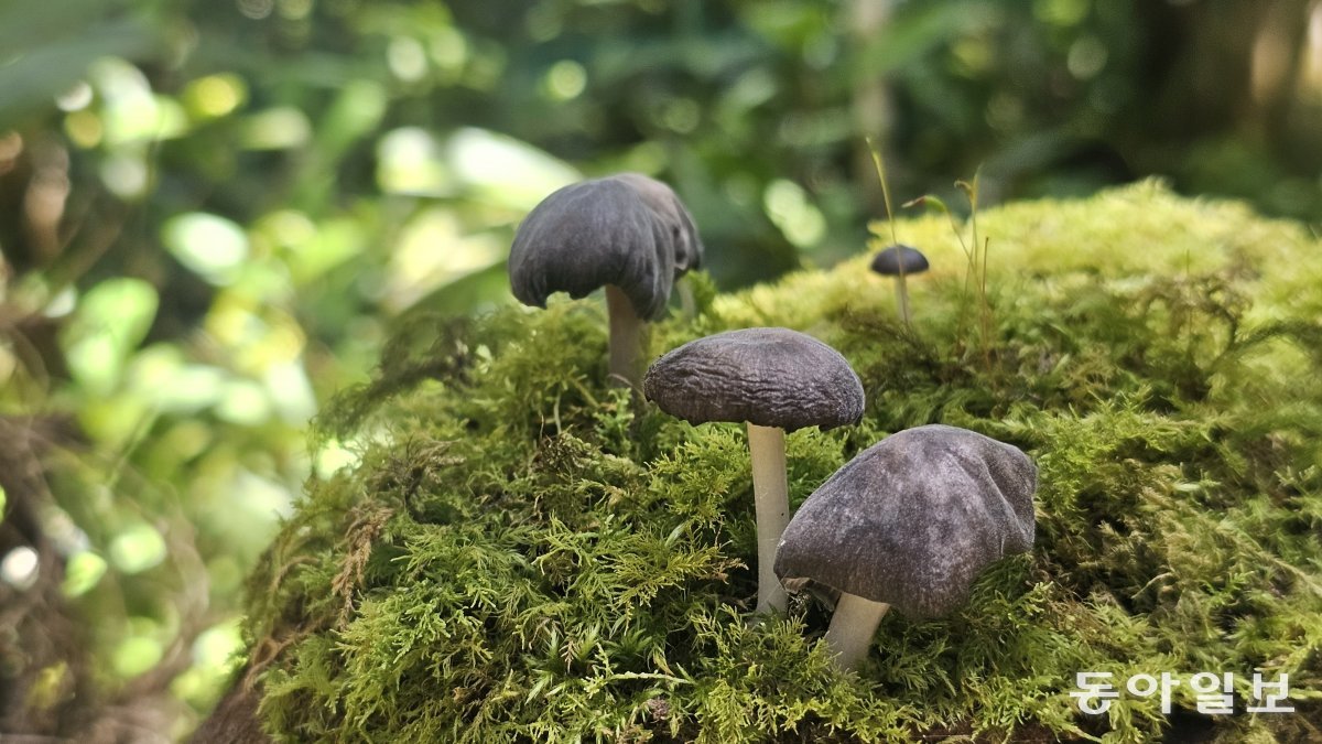키나발루산 식물원의 버섯과 이끼류. 김선미 기자 kimsunmi@donga.com