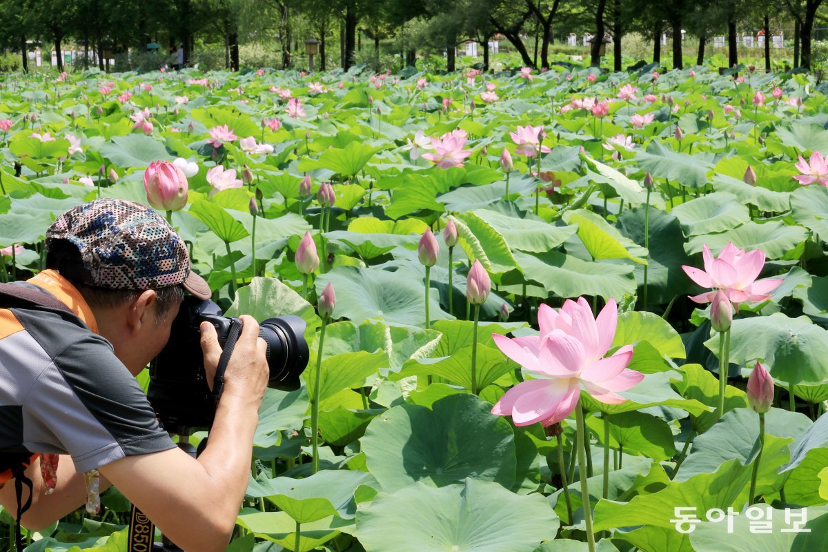 한 사진작가가 연꽃을 역광으로 촬영하며 작품을 만들어 내고 있다.  전영한 기자 scoopjyh@donga.com