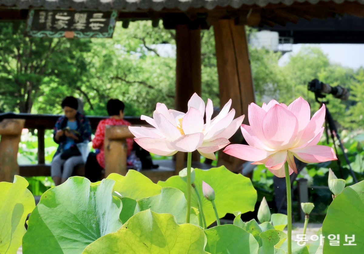 관광객들이  페리기념 연못에 마련된 정자에서 휴식을 취하고 있다. 전영한 기자 scoopjyh@donga.com