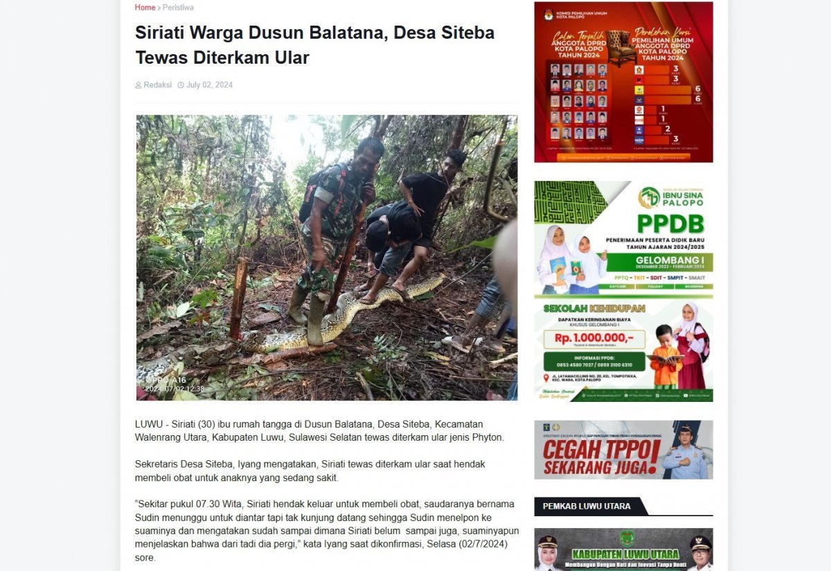 인도네시아에서 한 30대 여성이 10m 길이 비단뱀의 뱃속에서 숨진 채 발견됐다. 현지 매체 캡처