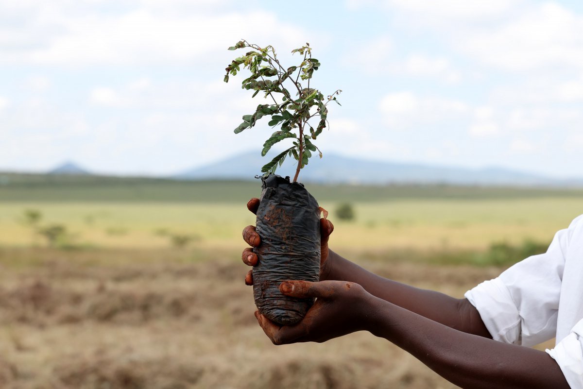 지난달 25일(현지 시간) 아프리카 케냐 콘자시에서 개최된 나무 심기 행사에서 현지 학생이 초원에 심을 묘목을 들어 보이고 있다. 콘자=뉴시스