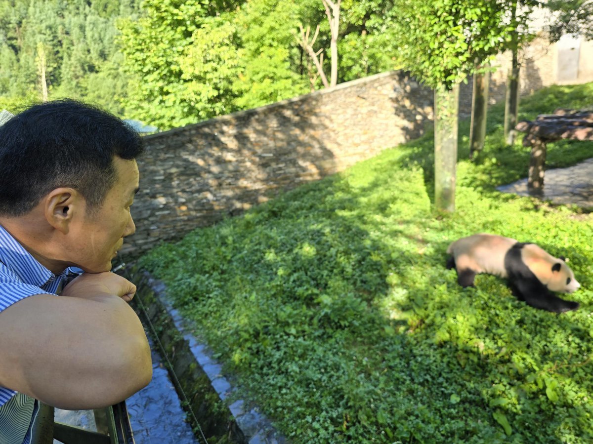 에버랜드 강철원 사육사가 지난 4일부터 5일까지 중국 워룽 선수핑 판다기지에서 푸바오를 만나며 감동적인 재회의 시간을 가졌다고 밝혔다.  에버랜드 제공