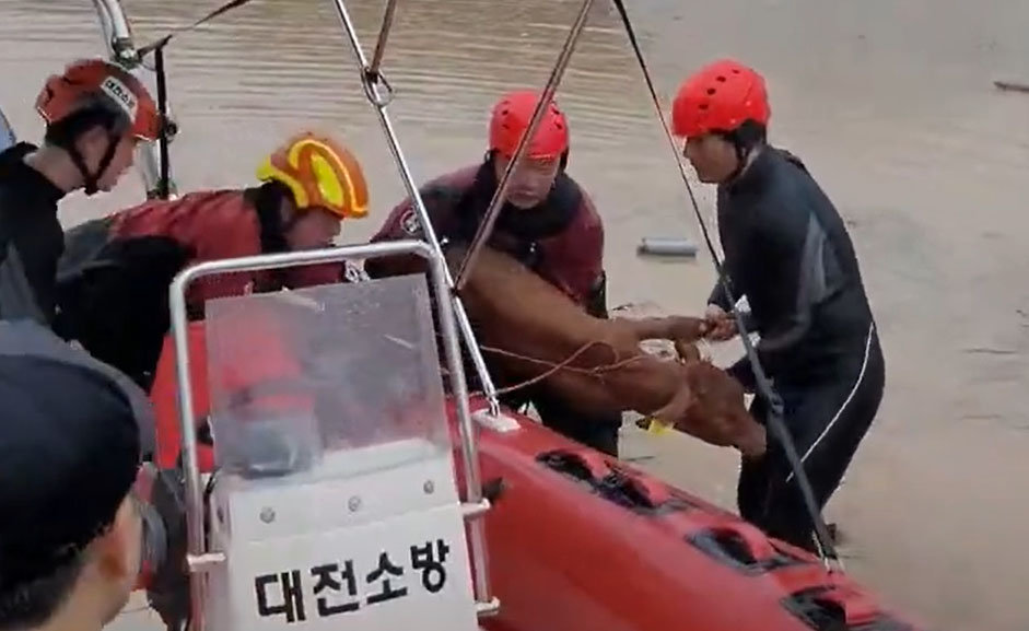 송아지 구조
10일 대전 서구 용촌동 정뱅이 마을에서 소방대원들이 보트를 이용해 송아지 한 마리를 구조하고 있다. 아래는 무릎 부근까지 차오른 흙탕물이 보인다. 이날 오전 4시경 이 마을은 제방이 무너지며 불어난 물이 마을을 덮쳤다. 대전소방본부 제공