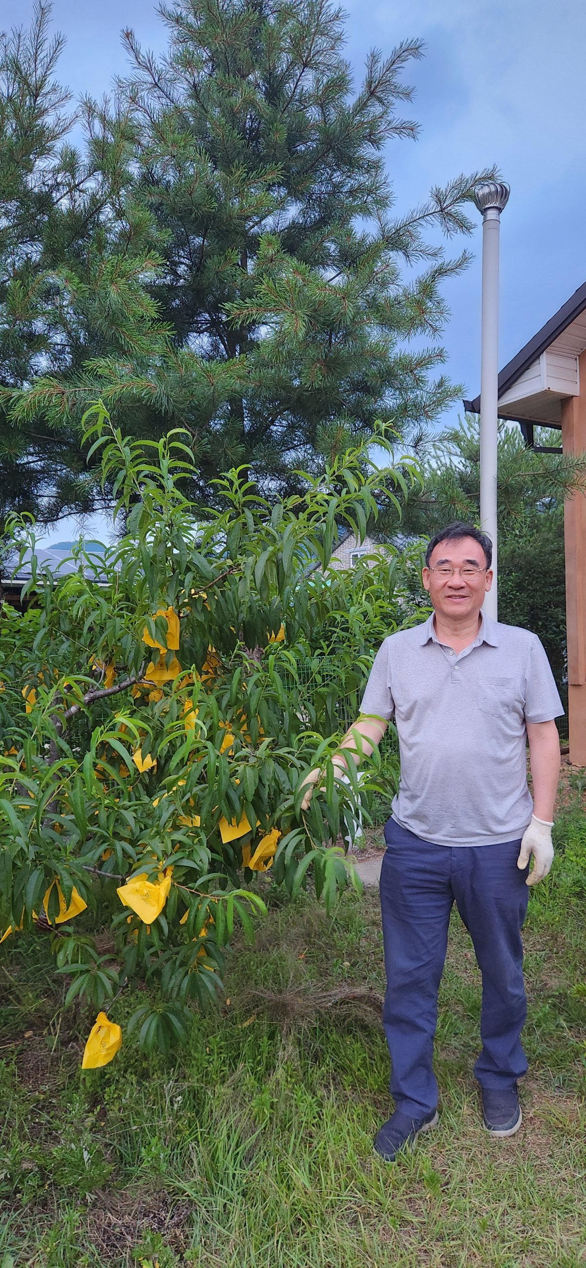 In preparation for the second act of his life, he bought a small house in Hongcheon, Gangwon-do in August of last year. He goes down there every weekend to focus on growing fruit. The photo is a shot taken after he finished bagging peaches. Courtesy of Shin Hyun-man