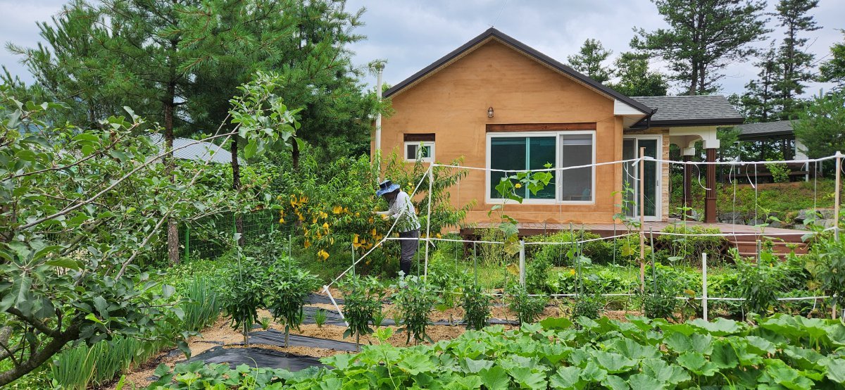 The house in Hongcheon where he is conducting his second act experiment and the crops around the house. He is growing all kinds of fruit trees such as apples, pears, peaches, jujubes, plums, cherries, and blueberries. He shares the fruits he grows with people around him, but he says that reservations are piling up. Courtesy of Shin Hyun-man