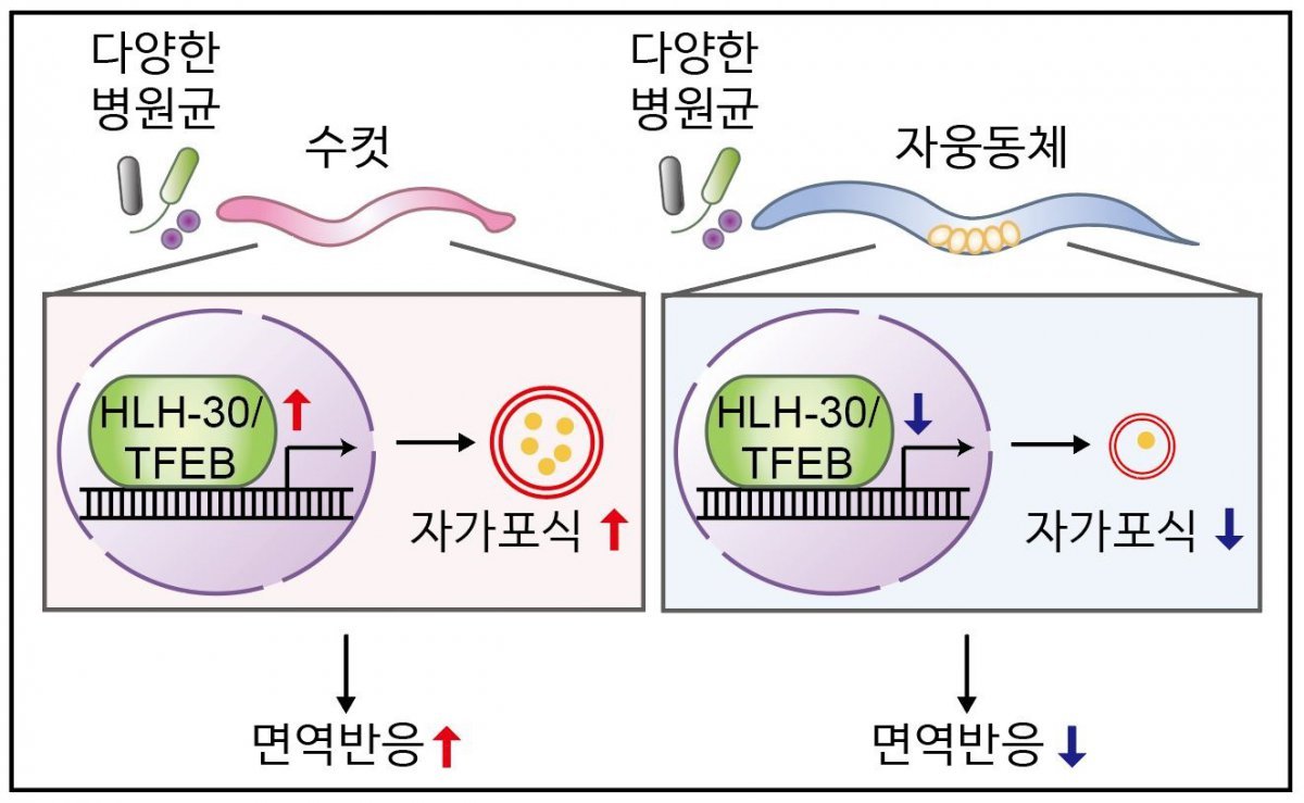 Research schematic diagram. (provided by KAIST)/News 1