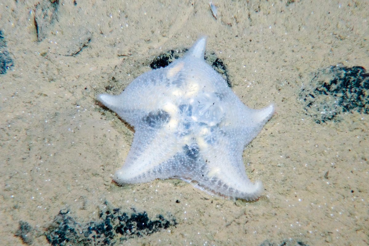 Starfish and manganese nodules in the Pacific Clarion Clipperton Sea. GEOMAR