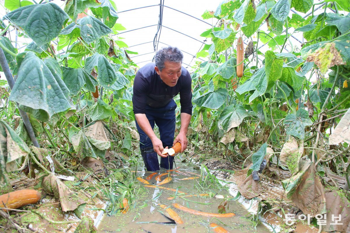 7월 10일과 18일에 최대 400mm가 넘는 집중호우가 내리며 충남지역에서는 축구장 1741개를 합친 넓이보다 큰 1272ha 규모의 농작물이 물에 잠겼다. 사진은 7월 11일 부여군 시설 농가에서 현기호 씨(63)가 물에 잠긴 노각을 살펴보는 모습. 김태영 기자 live@donga.com