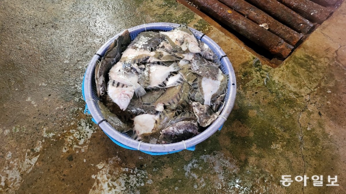 전남 고흥군 두원면 한 육상양식장에서 폐사한 도다리. 고흥군 제공