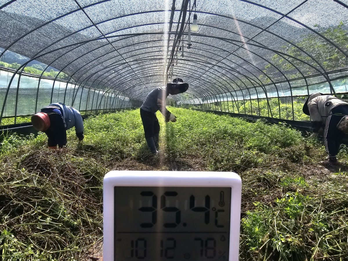 7일 오전 경남 밀양시 상남면 남산리의 한 시설 하우스 내부에서 측정한 온도가 35.6도를 가리키고 있다. 2024.8.7. ⓒ 뉴스1