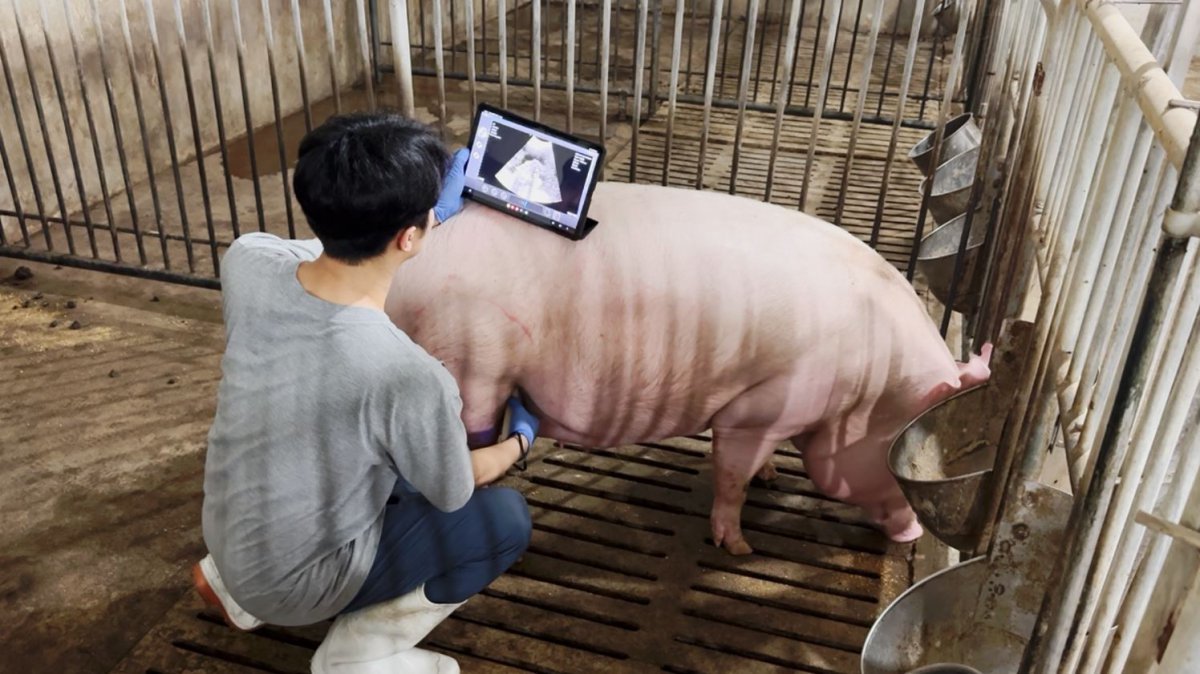 돼지의 임신 여부를 확인하기 위해 초음파 영상을 확인하고 있는 모습. (농진청 제공)