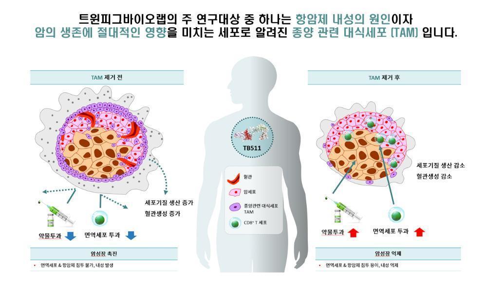 TAM은 암세포의 생성을 돕고, 약물 투과는 방해하는 부정적인 요소다. TB511은 이 TAM을 제거하는 의약품이다  / 출처=트윈피그바이오랩