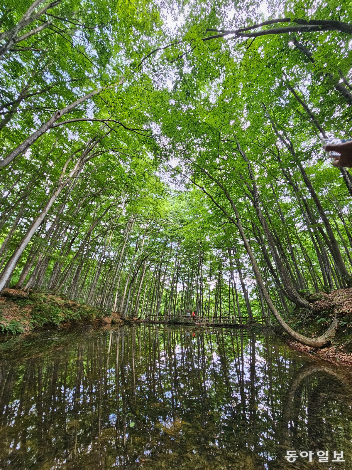 ‘Miinrim’ is a beautiful forest of beech trees reflected in a pond.