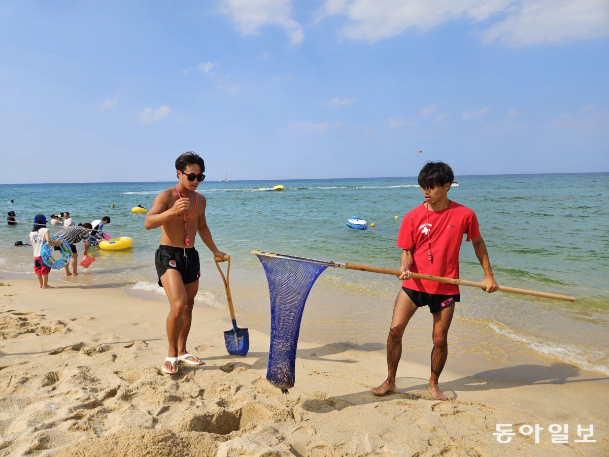 3일 오전 강원 강릉시 송정해변에서 수상안전대원들이 건져 올린 노무라입깃해파리를 모래에 묻고 있다. 강릉=이수연 기자 lotus@donga.com