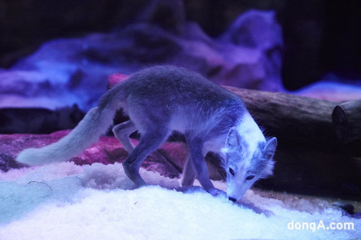 An arctic fox living in Ocean Park. Photo courtesy of Ocean Park.