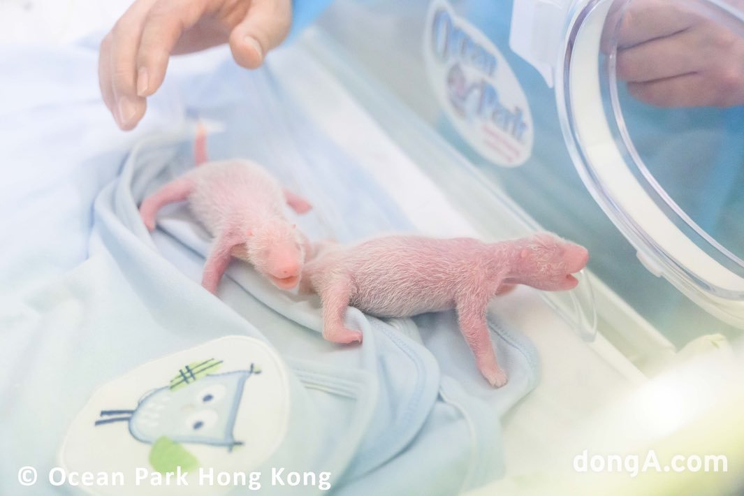 Panda twins born to Ocean Park's Yingying Lele couple on the 15th. Photo courtesy of Ocean Park.