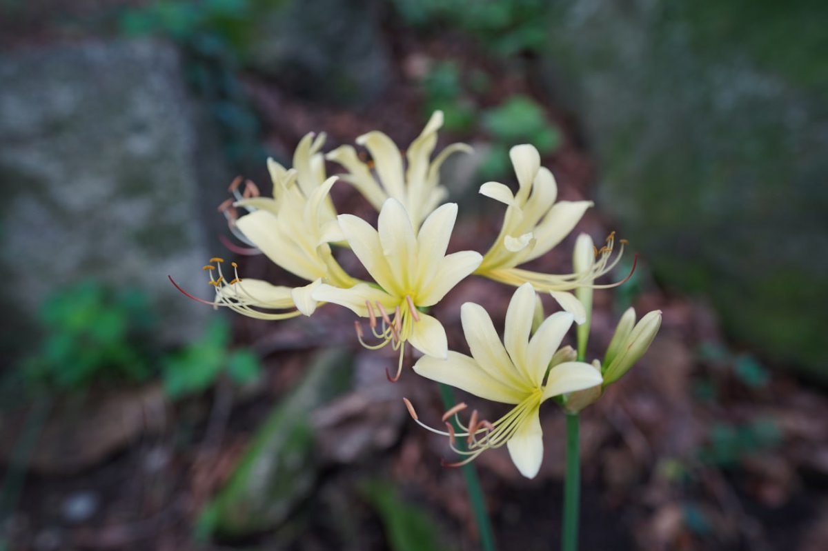 Jinnorangsangsahwa, a Class 2 endangered plant from the Ministry of Environment. Courtesy of Jeongsu Temple, Ganghwa Island