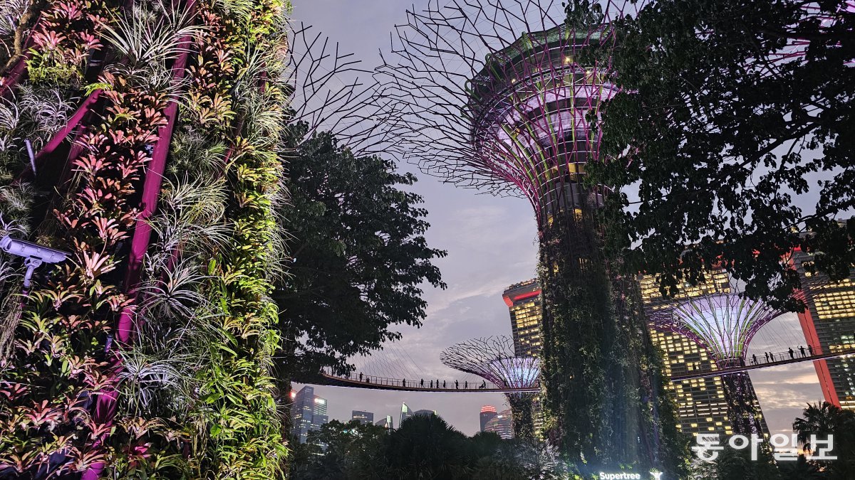 The Supertree Grove at Gardens by the Bay, a futuristic garden.