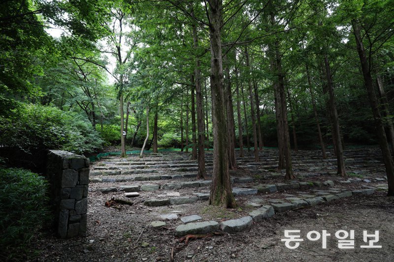 인등산에 조성된 자작나무 숲 모습. 50여 년간 자란 자작나무의 키는 20∼30m가 됐다. 이 공간에서는 나무 사이 바위를 의자 삼아 강연이나 공연이 열리곤 한다. 
충주=변영욱 기자 cut@donga.com