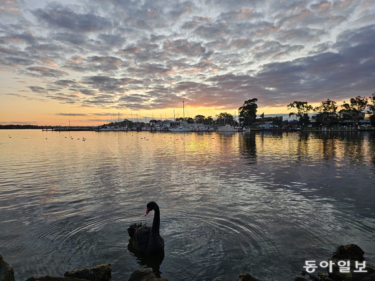 An Australian endemic species, the 'black swan', swims over Lake Gippsland at sunset.