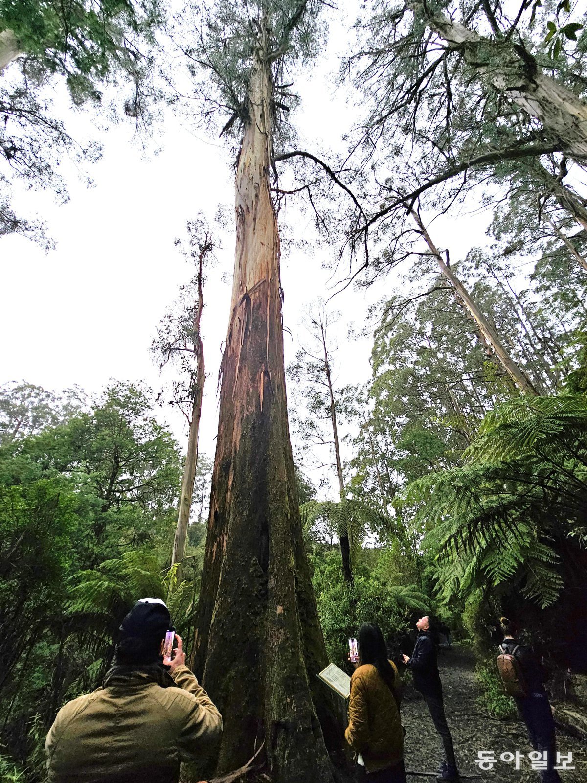 The royal eucalyptus tree, the ‘king of the forest’, grows up to 74 m tall.