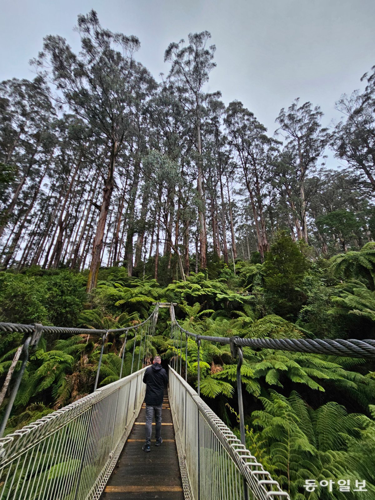 Corrigan Suspension Bridge. Art Road/Gipsland, Australia Reporter Seunghoon Jeon raphy@donga.com