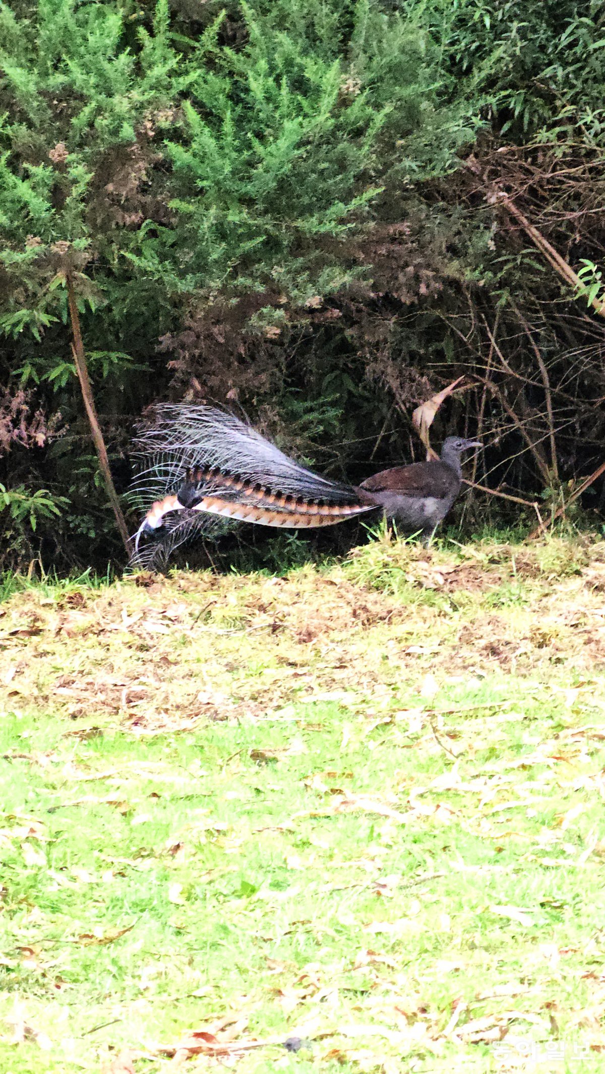 The geese, an Australian native bird, found in Tarrabulga National Park. Art Road/Gipsland, Australia Reporter Seunghoon Jeon raphy@donga.com