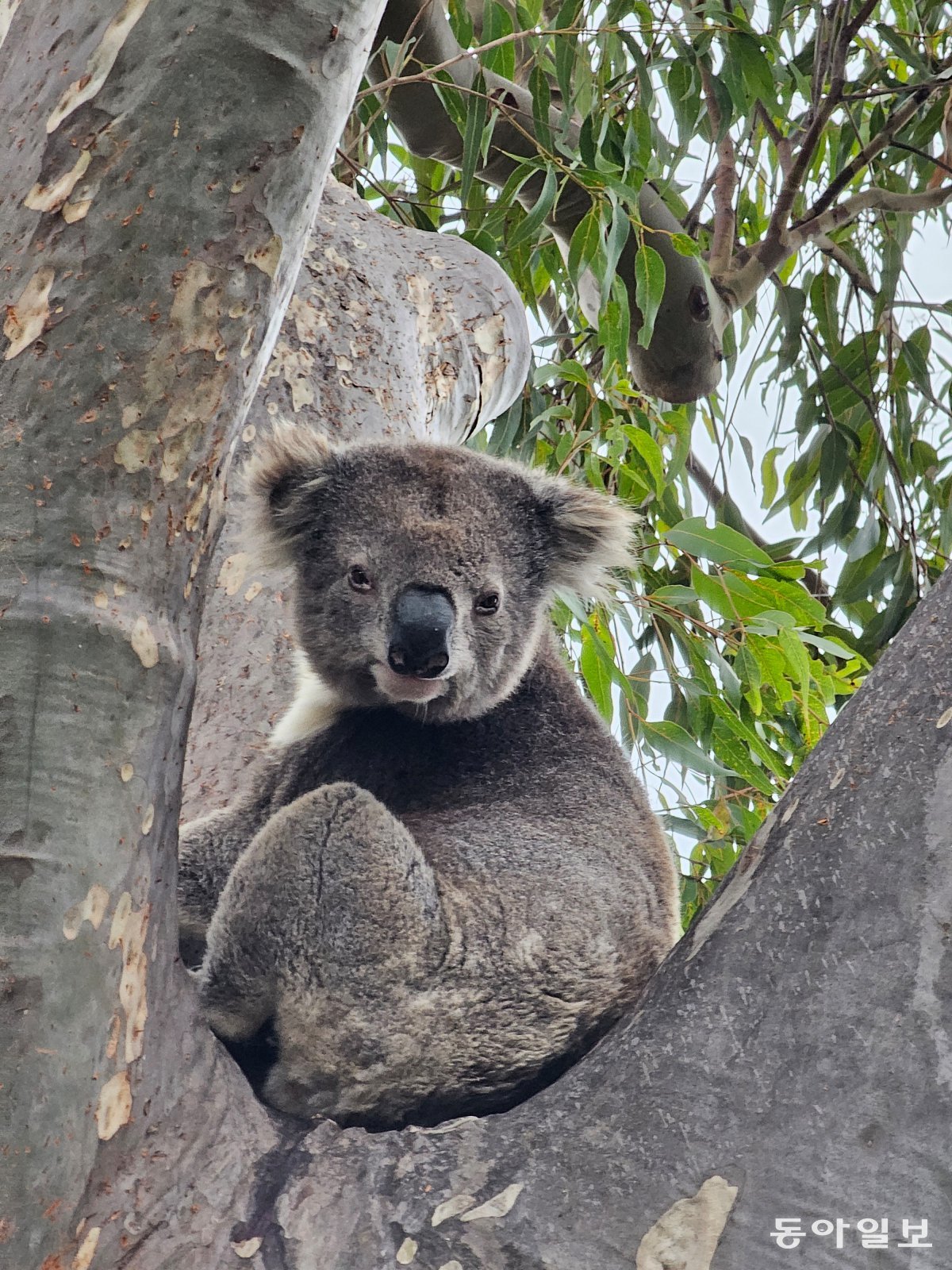 Koalas on Raymond Island. Art Road/Gipsland, Australia Reporter Seunghoon Jeon raphy@donga.com